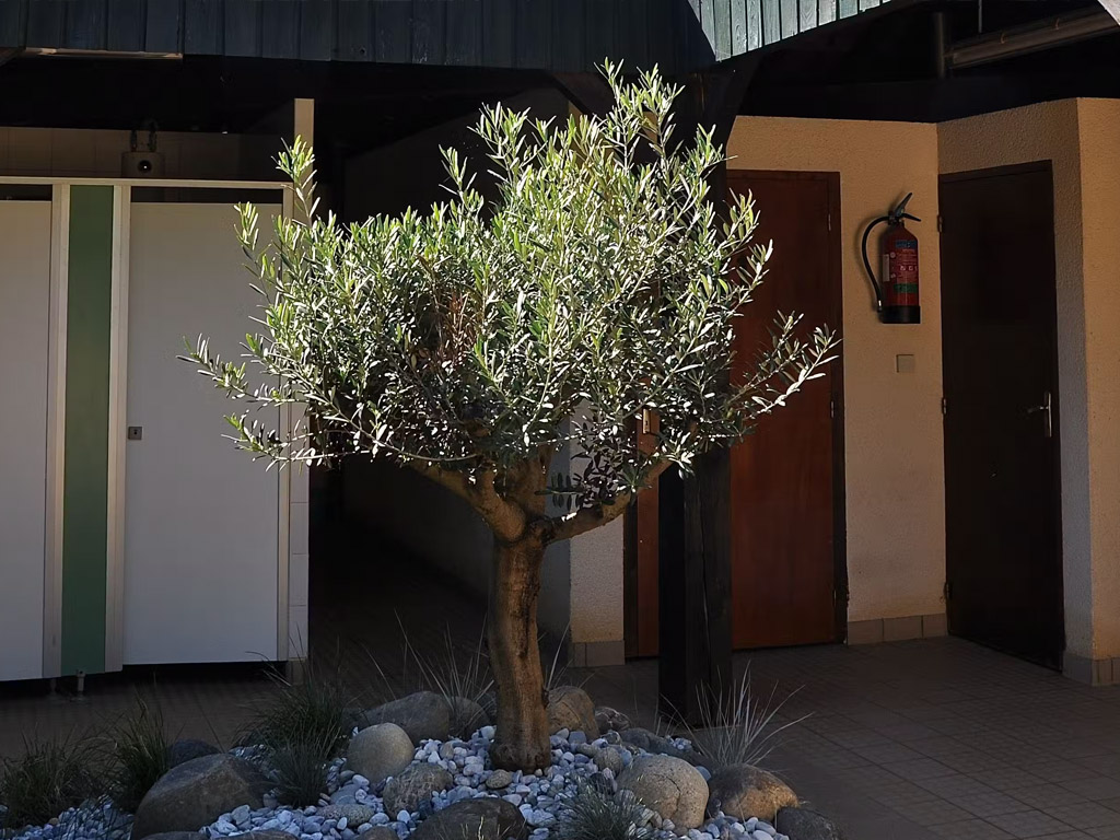 Camping Terme D Astor 10