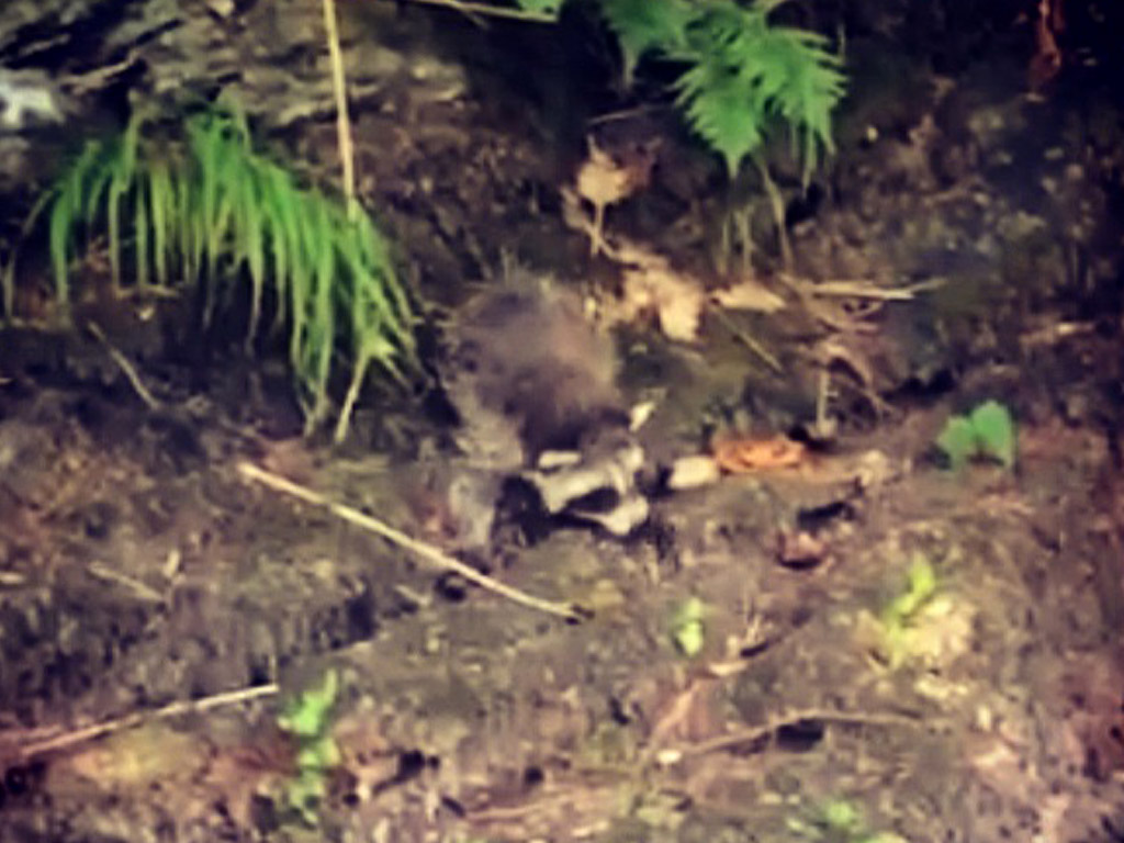 Wasberen in de Ardennen