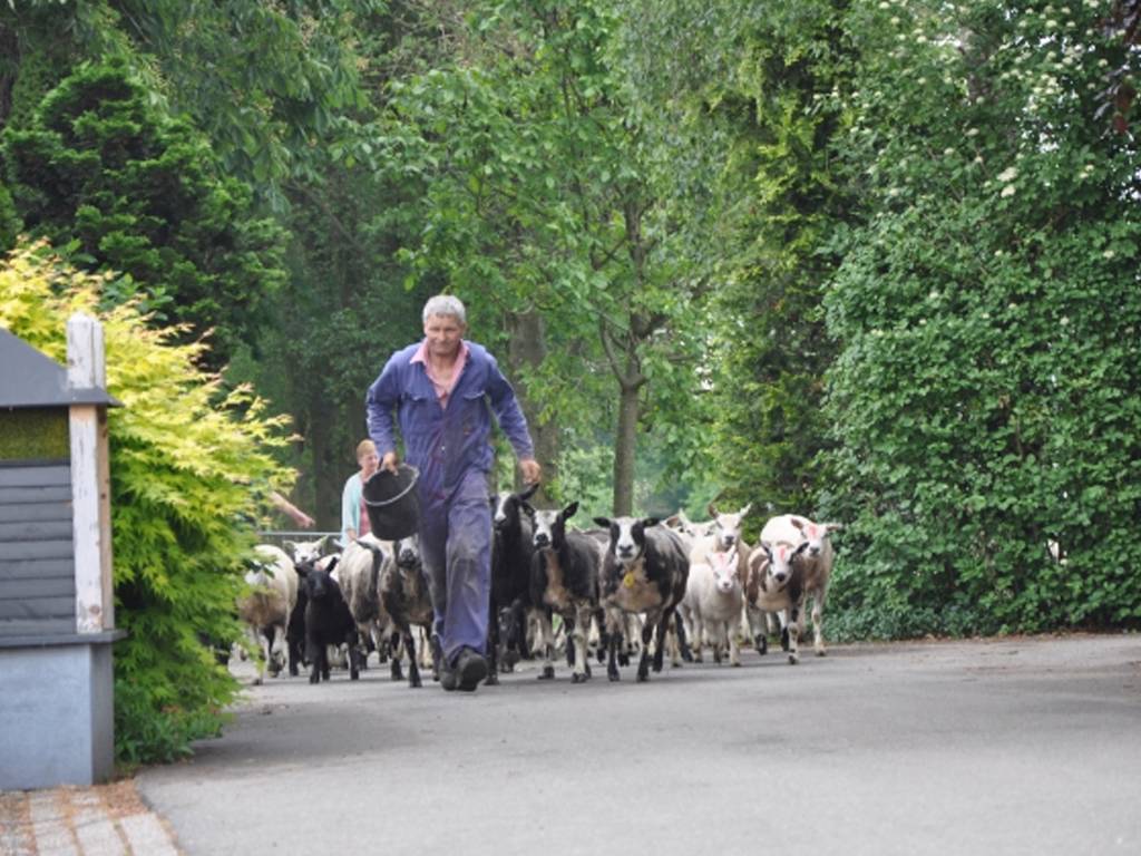 Camping bij een in werking zijnde boerderij centraal in Nederland