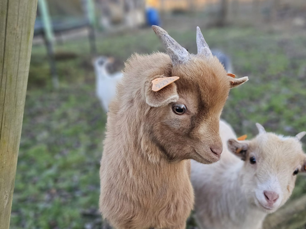 Camping La Charviere 1