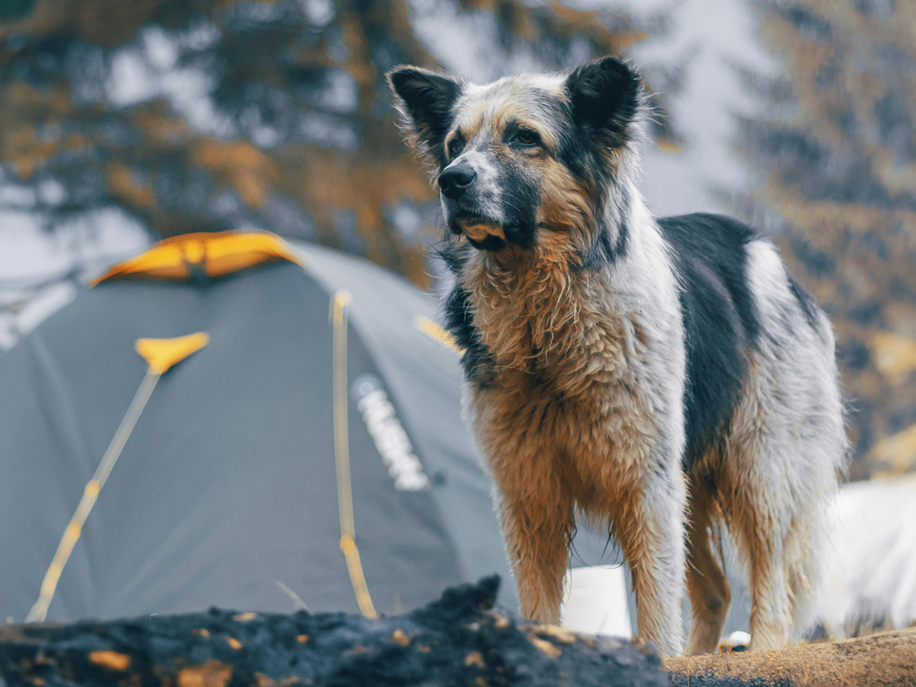 Met je hond naar de camping