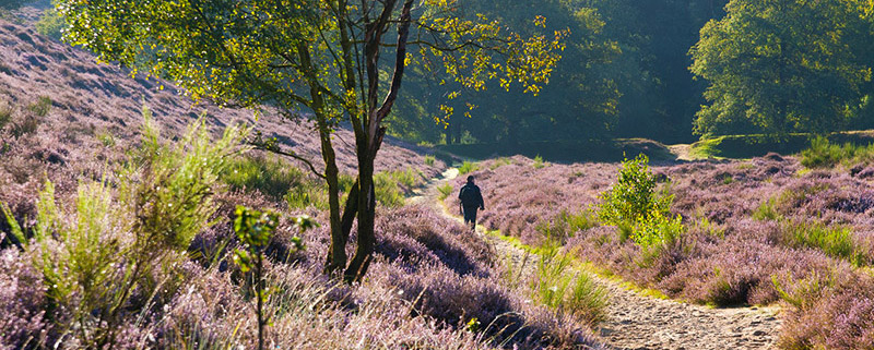 Nationaal park de Kempen