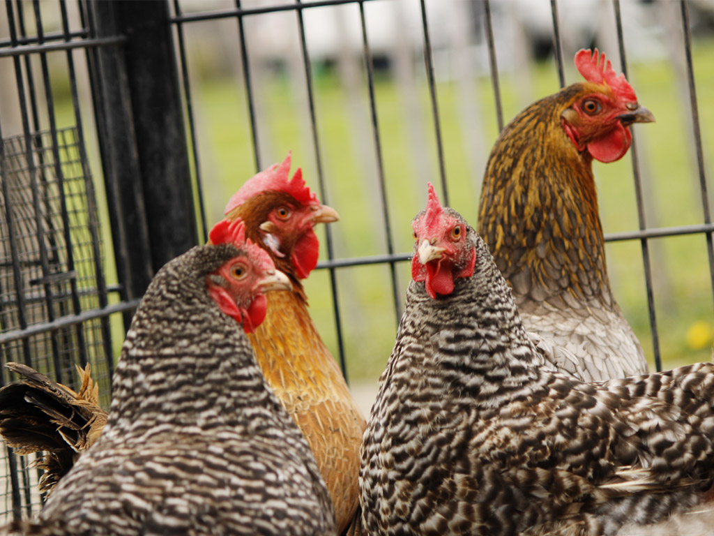 Camping Scharrelnest 2