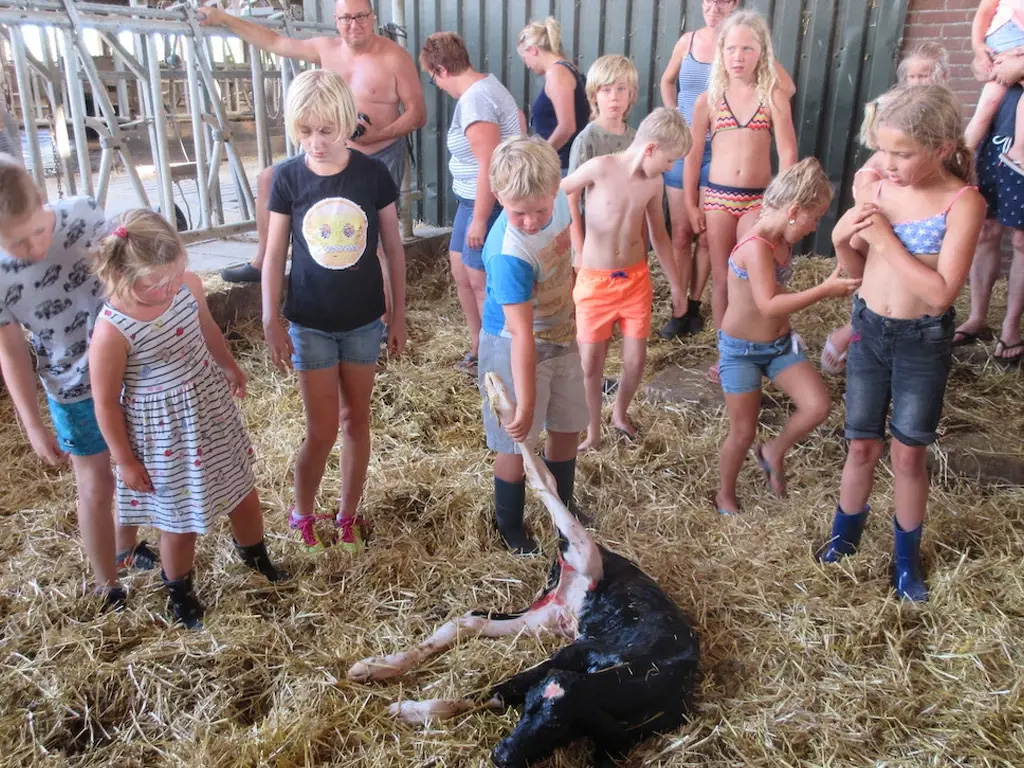 Kamperen en spelen op de boerderij