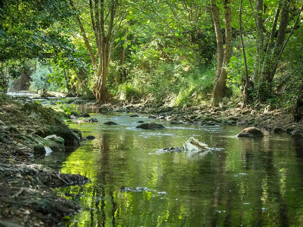 Flower Camping Les Tomasses 1