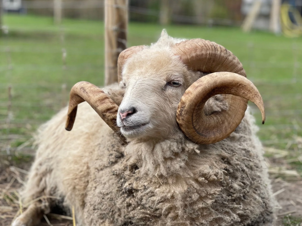 Minicamping Lierderpark 10