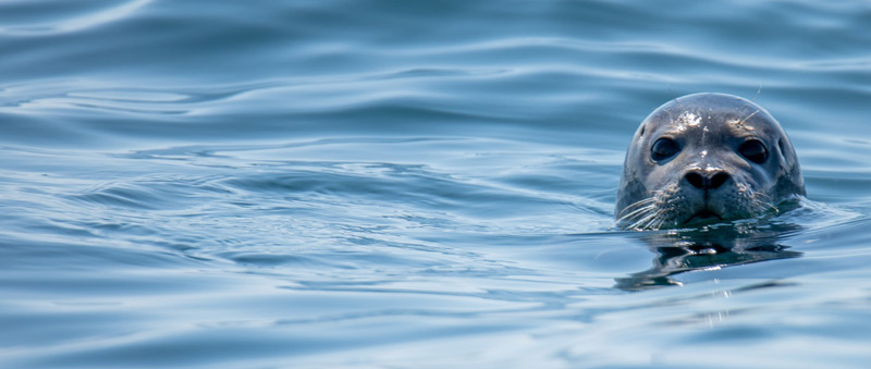Zeehond