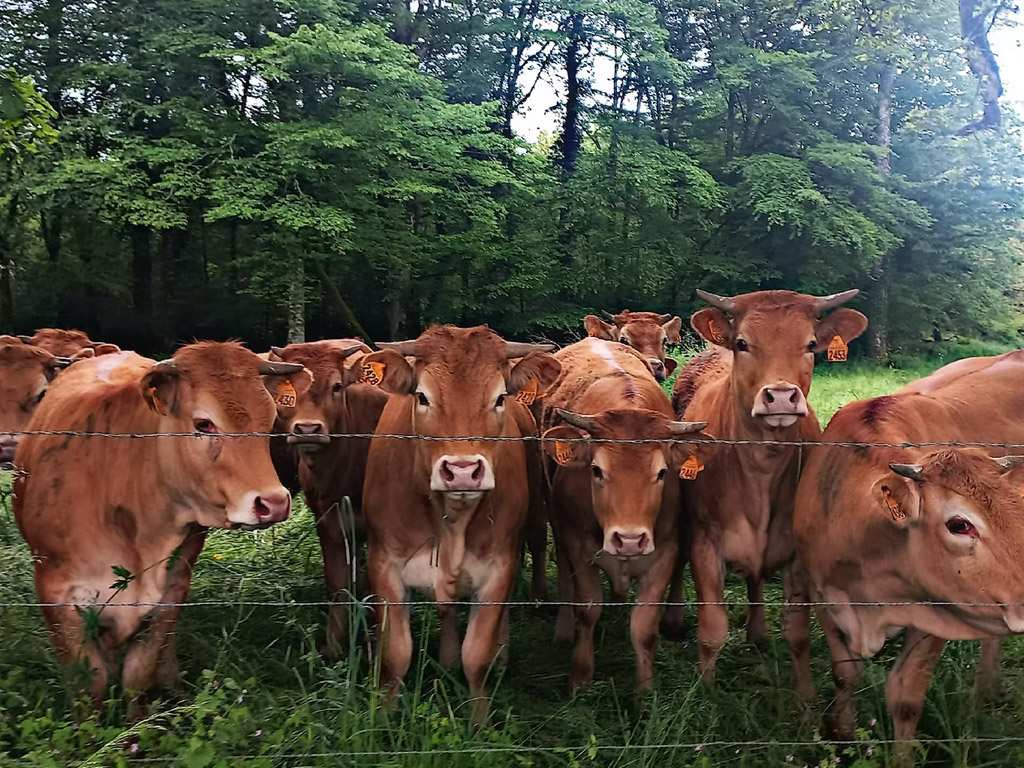 Camping Moulin De La Geneste 12