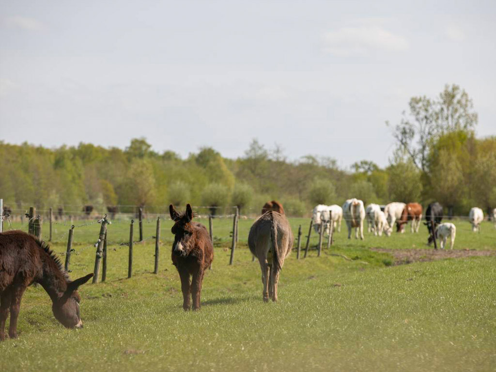 Camping Darthuizen 5