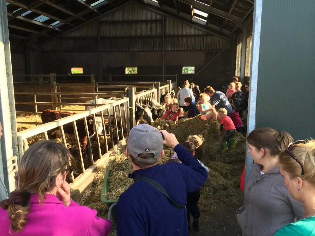 Volg een workshop kalfjes of koe knuffelen