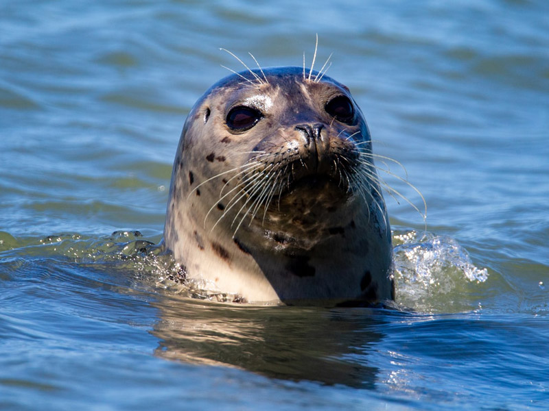 Zeehond