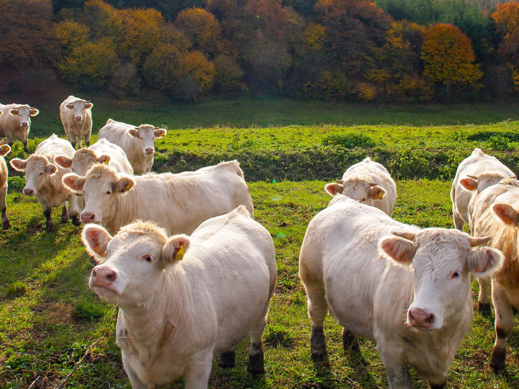 Camping Domaine La Charviere 10