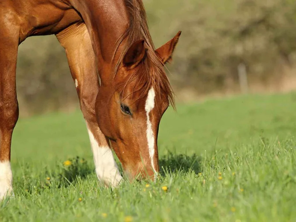 Minicamping De Oosthoek 10