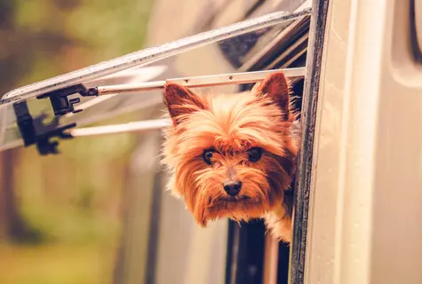 De 10 mooiste hondencampings van Nederland