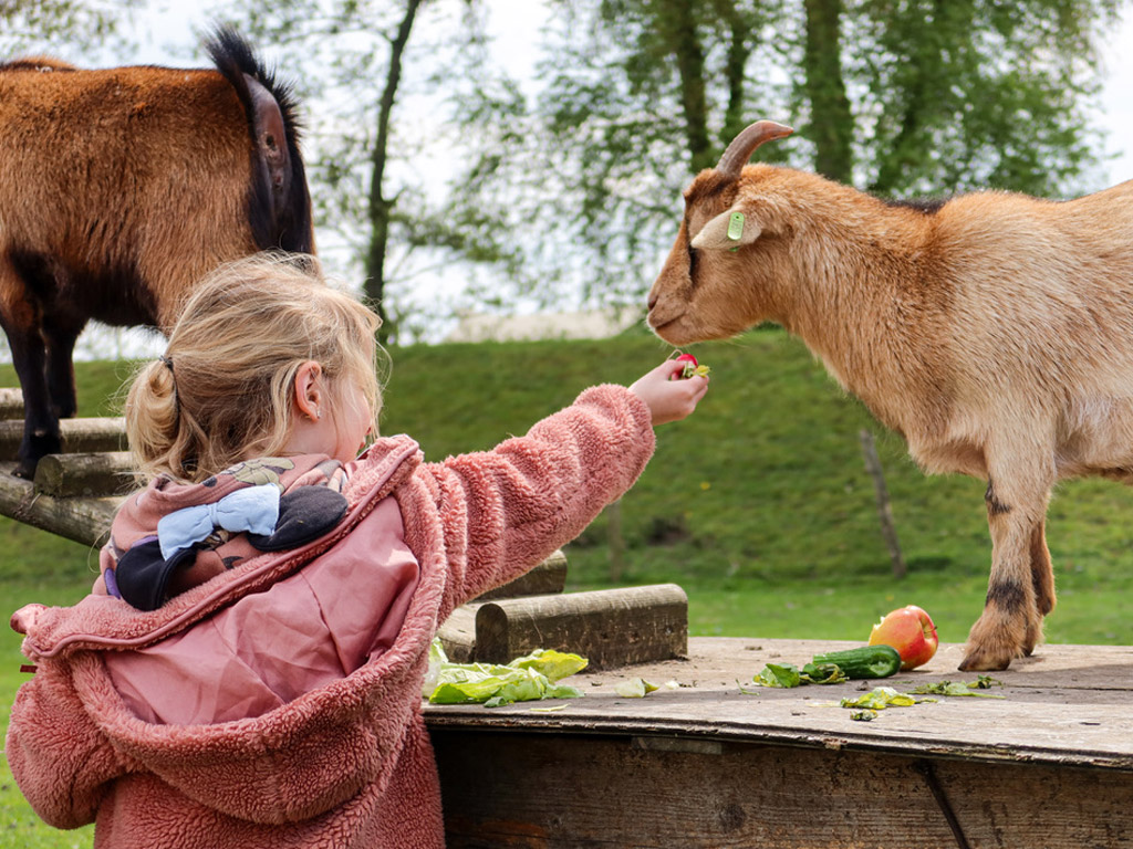 Beleef de vakantie van je leven door te kamperen op het erf van een boerderij.