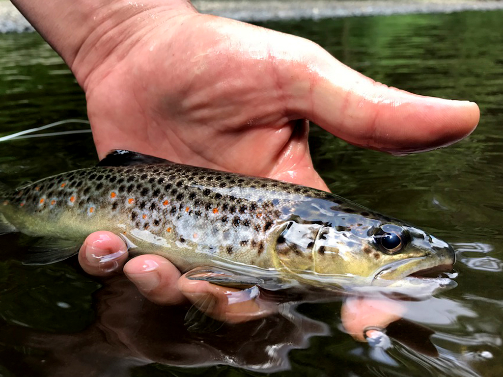 Forel uit Belgische rivieren