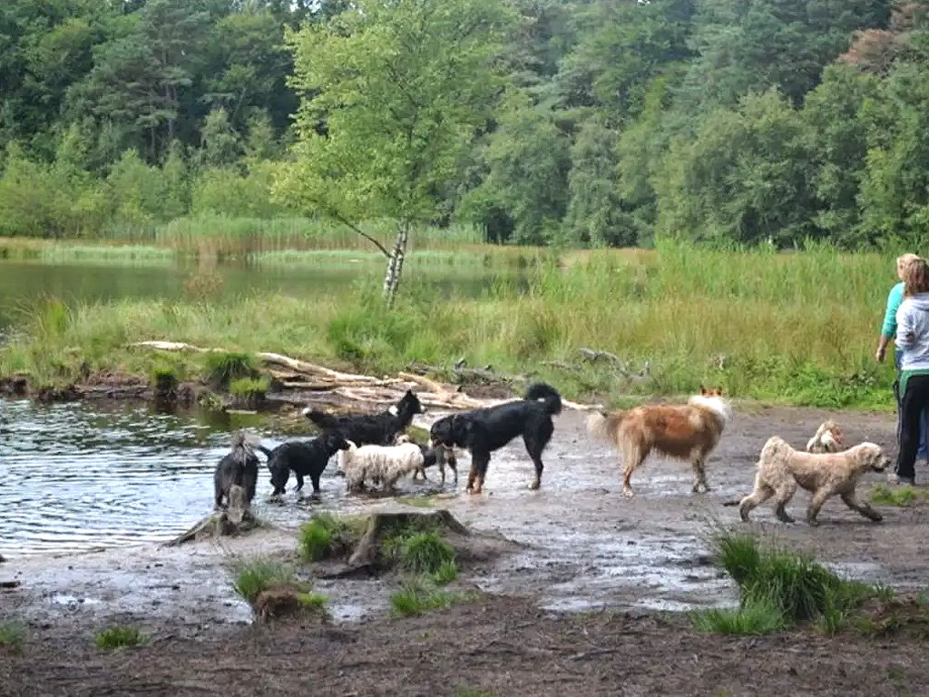 Ongedwongen sfeer voor mens en hond