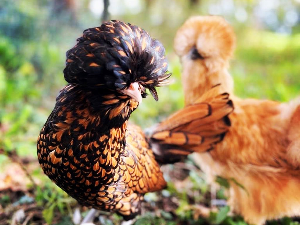 Camping Brut Nature 8