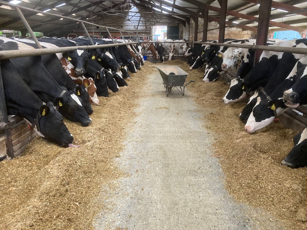 Camping Waalheimerfarm 8