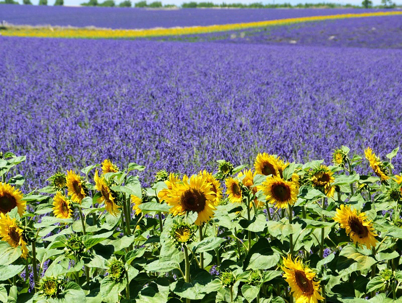 Kamperen in de Provence