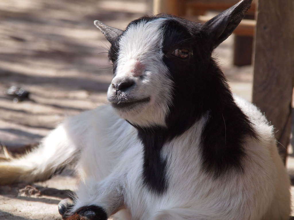 Camping Domaine La Charviere 2