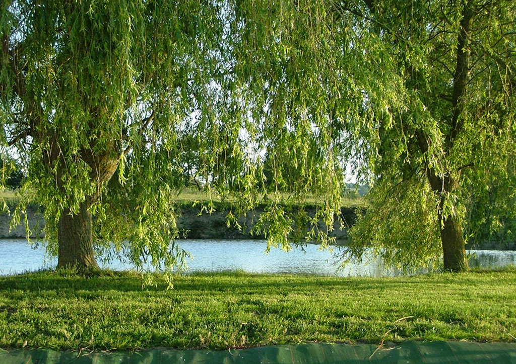 Camping L Oliverie 5