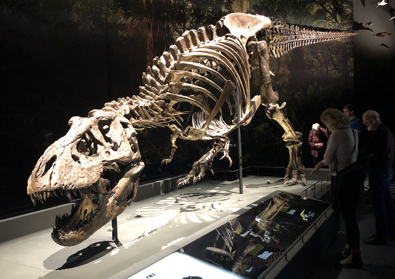 T Rex