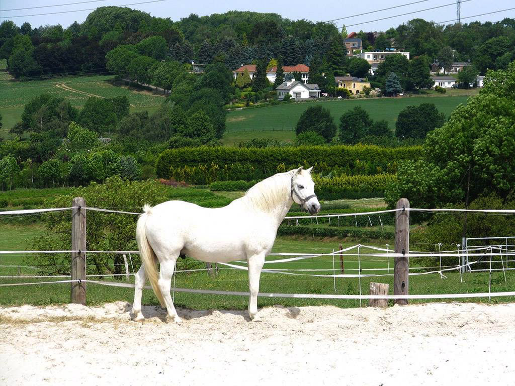 Neem je eigen paard mee naar Zuid-Limburg