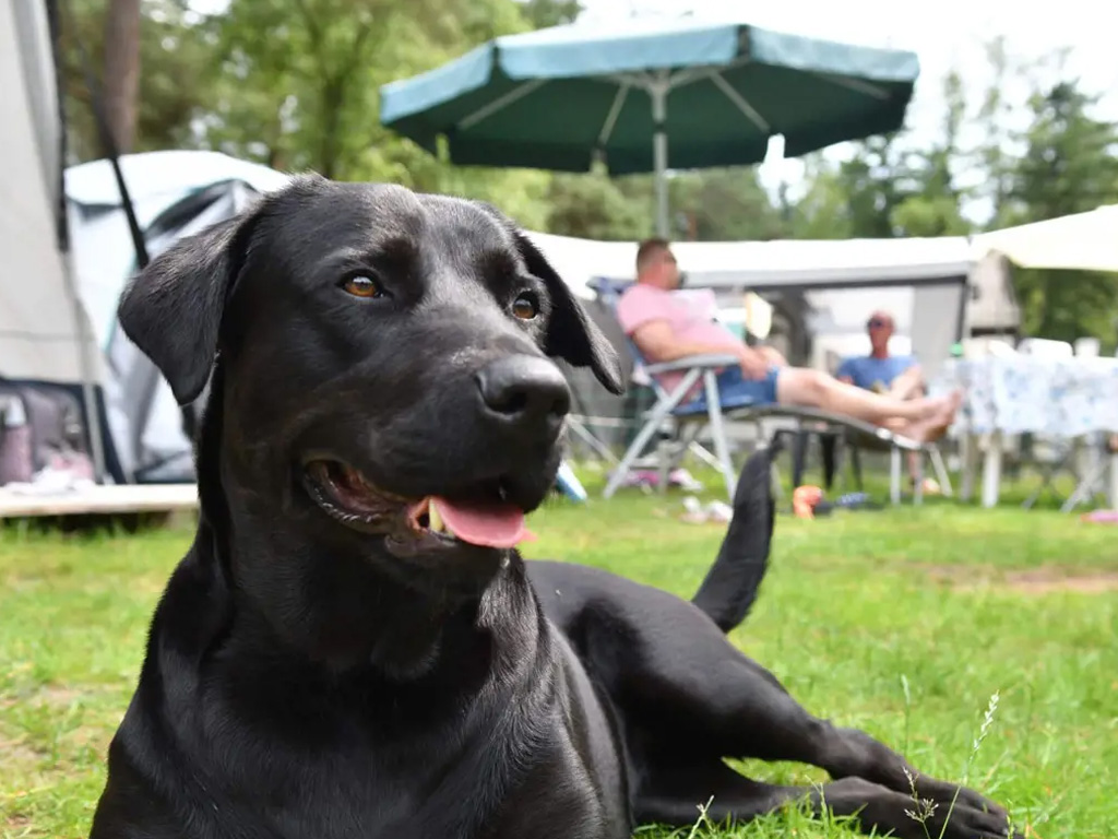 Volg leuke workshops en trainingen samen met je hond