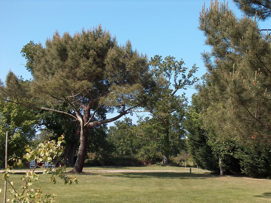 Les Grands Chenes Et Les Ajoncs 13