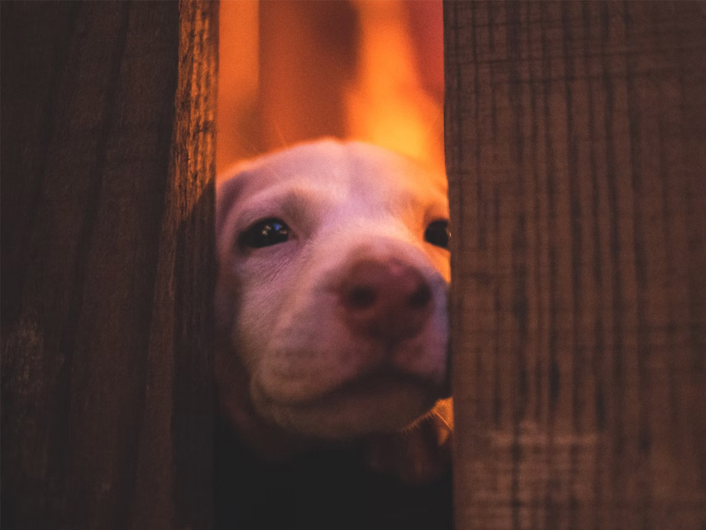 Huur een natuurhuisje voor een vuurwerk vrije vakantie