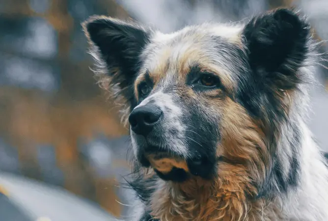 Hoe weet je of een camping hondvriendelijk is?