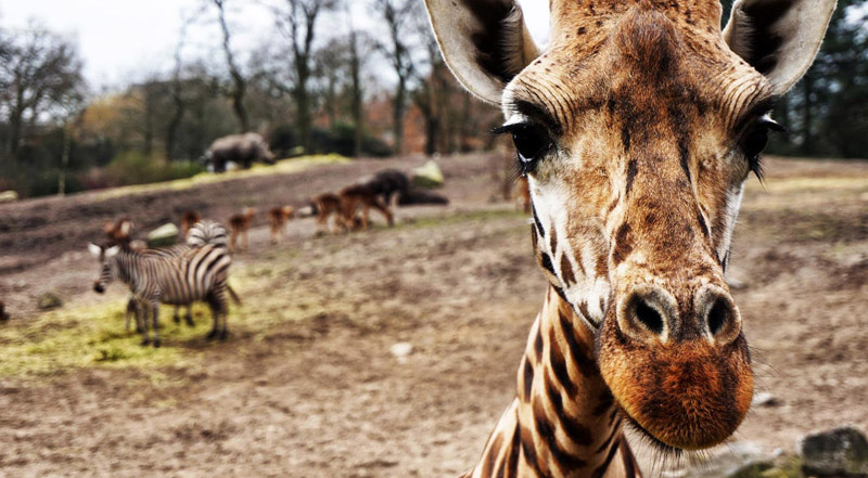 Wildlands Emmen 1