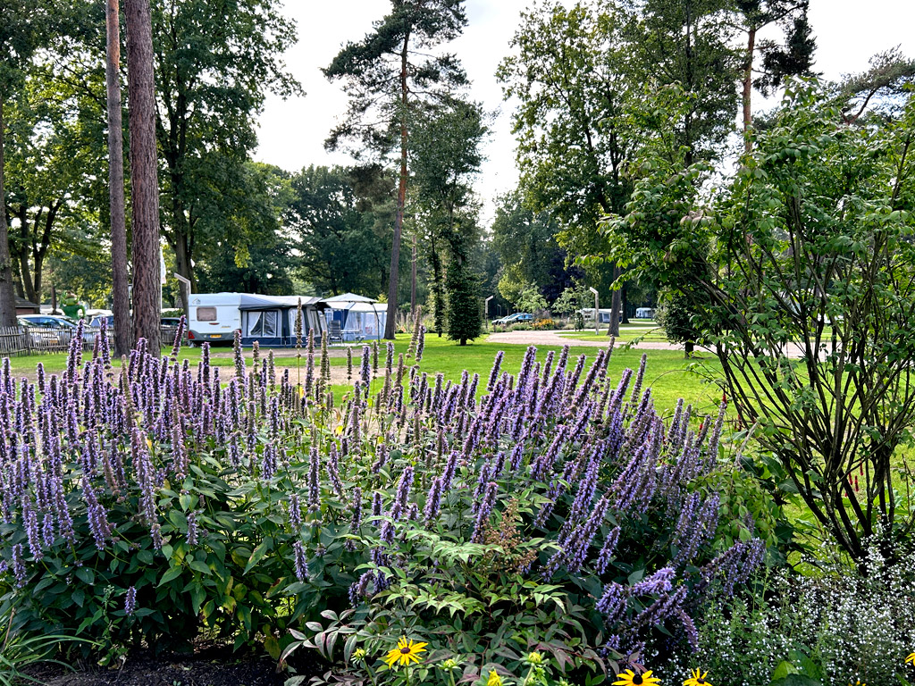 Kamperen op Ardoer Camping de Heldense Bossen