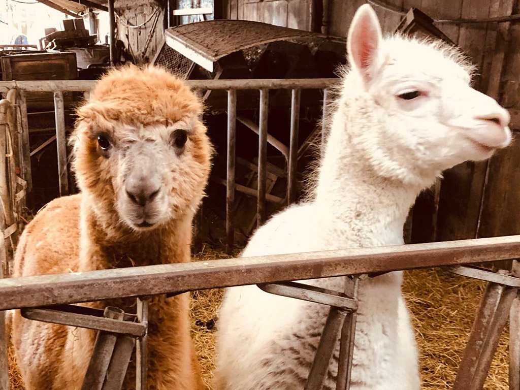 Camping Hoeve Sonneclaer 5