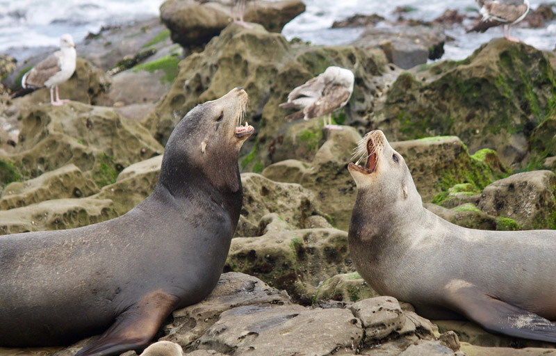 Zeehond Wild2