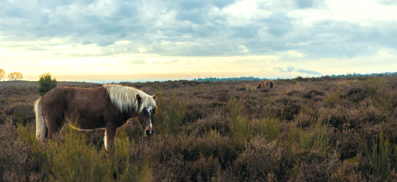 Gelderland 1 (2) (1) (1)