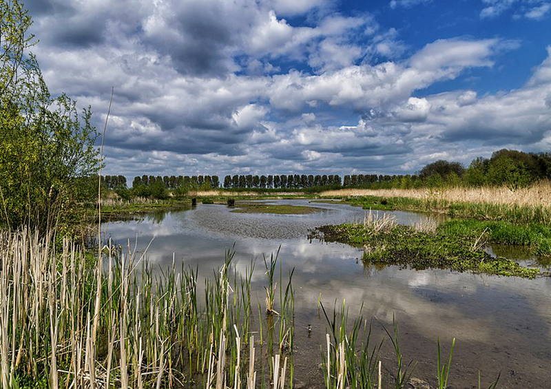 Biesbosch