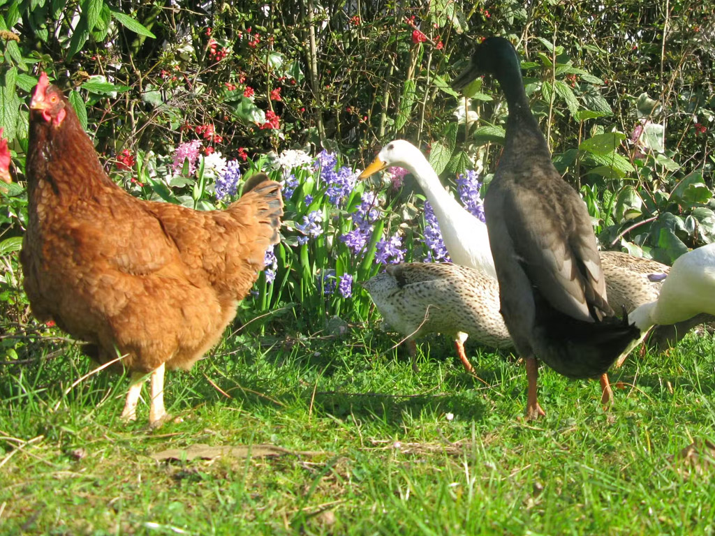 Camping La Paille Haute 6