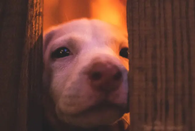Vuurwerkangst bij huisdieren