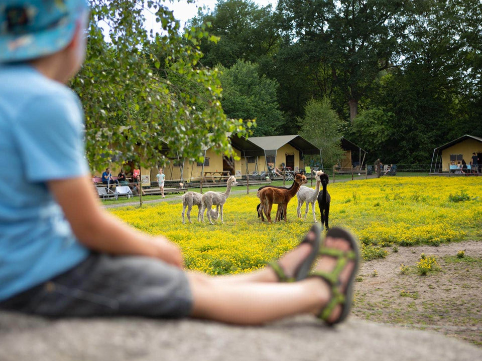 Farmcamps De Bosrand 13