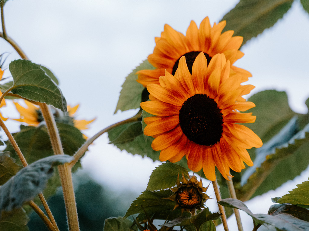 Camping & Glamping Boszee 3