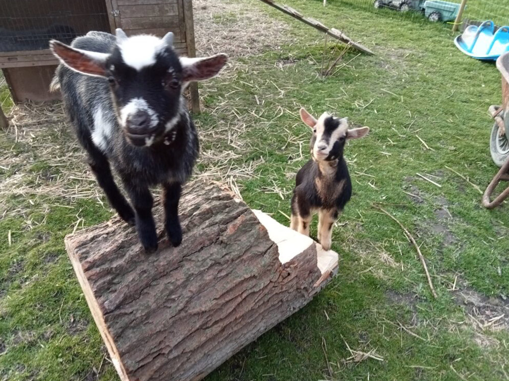 Camping De Kapberg Tuin 10