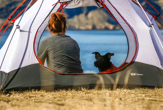 3 Tips voor het meenemen van je hond naar de camping