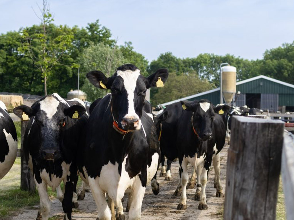 Minicamping Oosterzicht 6