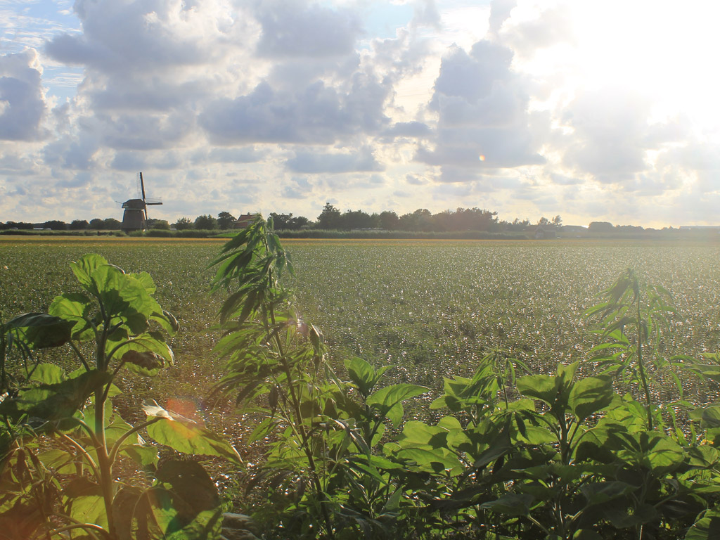 Camping Het Ananas 4