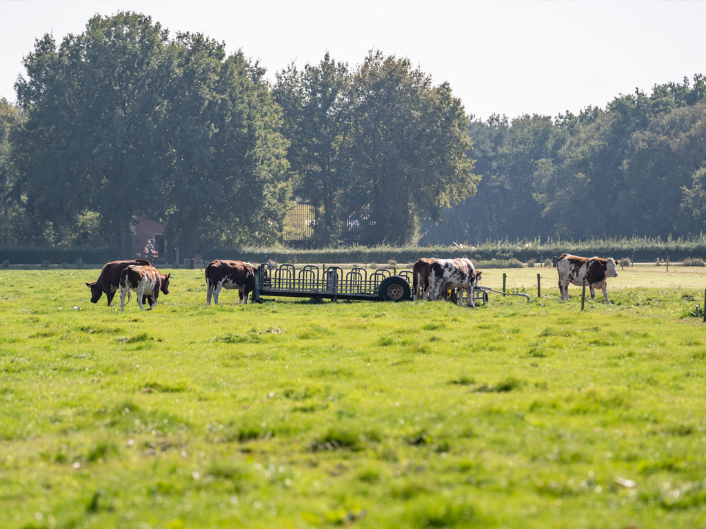 Boerderijcamping Varsenerveld 3