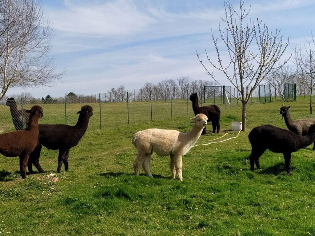 Glamping Domaine Ramonjavel 9