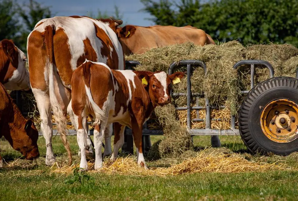 De 20 leukste boerderijcampings in Nederland