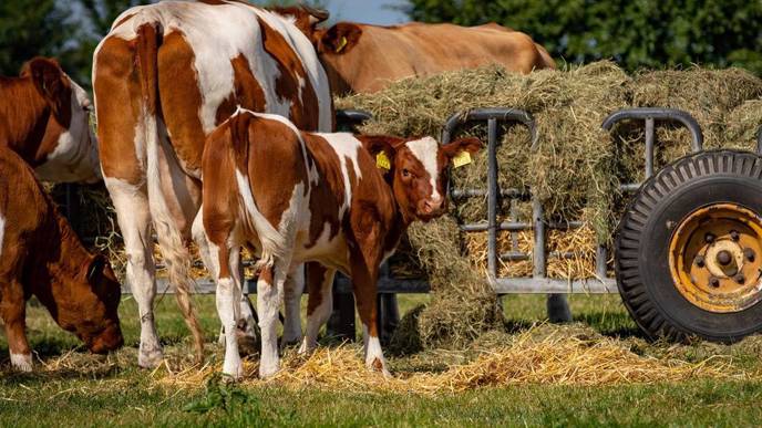 De 15 leukste boerderijcampings in Nederland